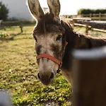 شقة Ferienbauernhof Wulff - 